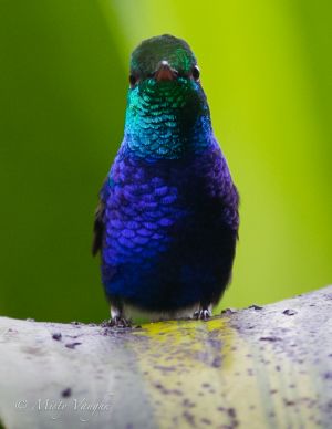 c15-violet-bellied Hummingbird-2-5.jpg